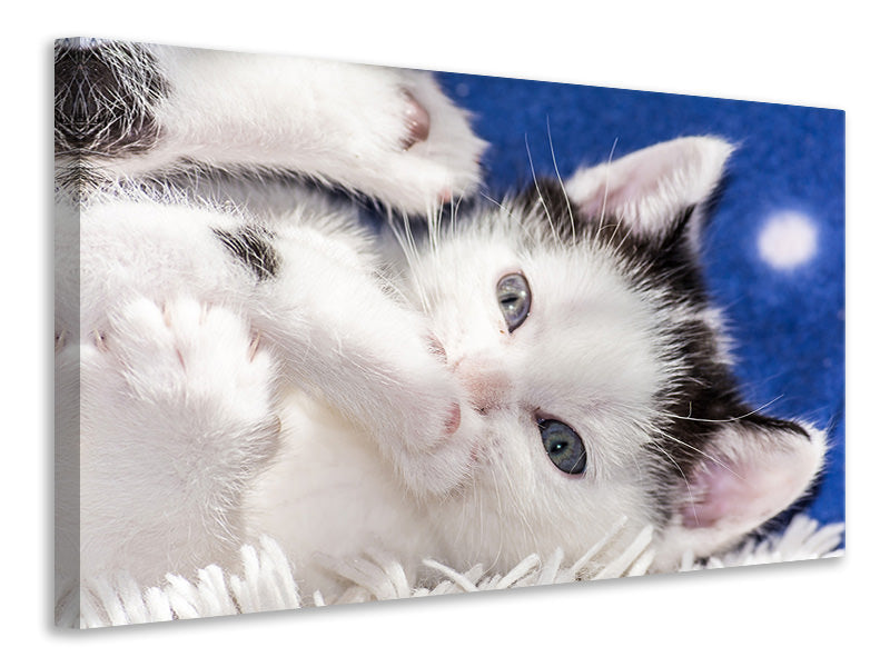 Canvas print Sweet kitten