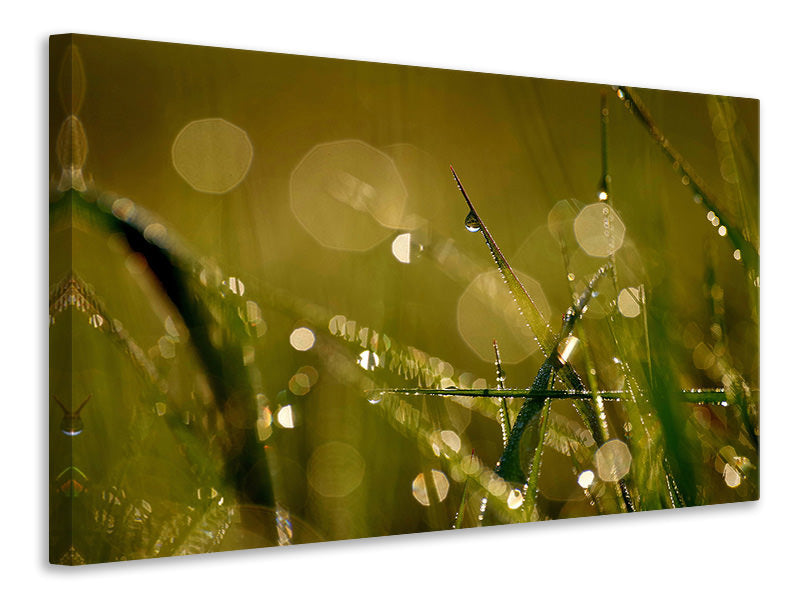 Canvas print Dew in the morning
