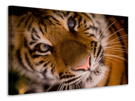 Canvas print Tiger face