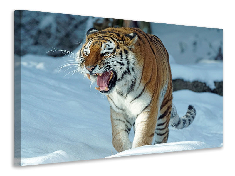 Canvas print Tiger in the snow