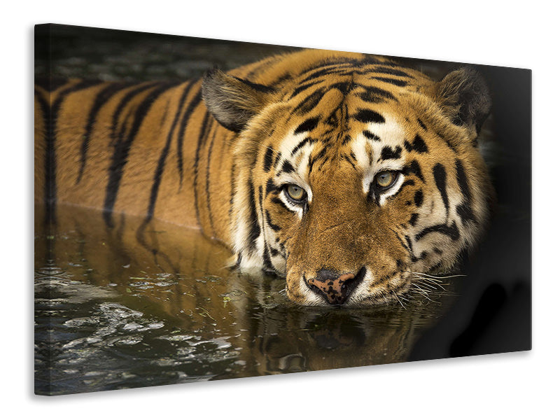 Canvas print Tiger in the water