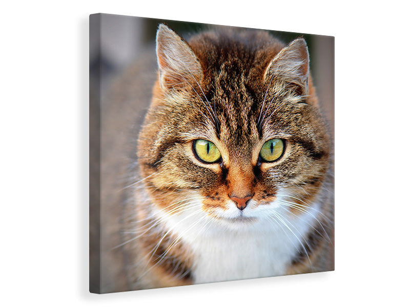 Canvas print Tiger cat