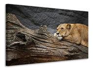 Canvas print Dreaming lioness