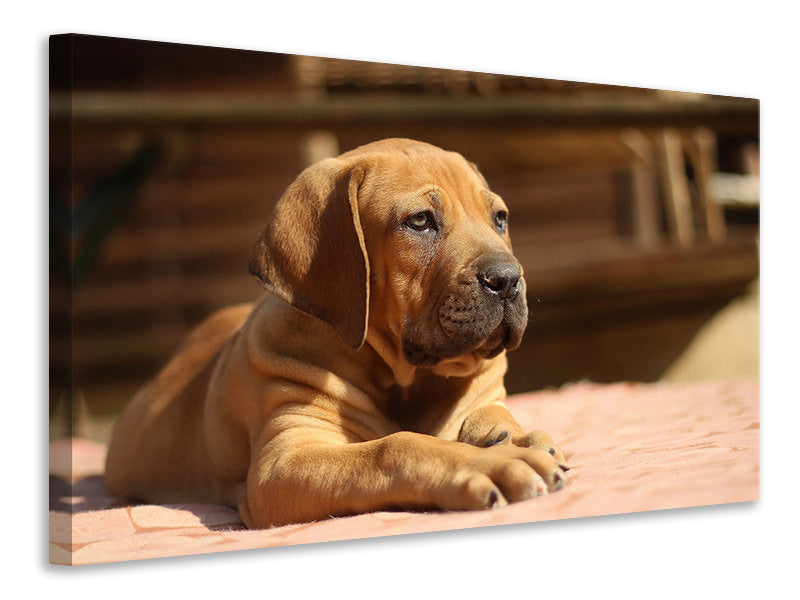 Canvas print Sad dog look