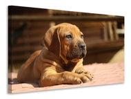 Canvas print Sad dog look