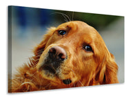 Canvas print Faithful Irish Setter