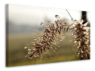 Canvas print Drops of nature