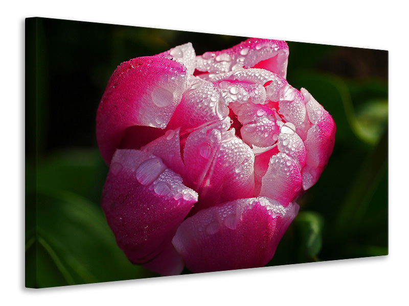Canvas print Tulip with morning dew in XL
