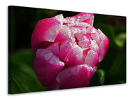 Canvas print Tulip with morning dew in XL