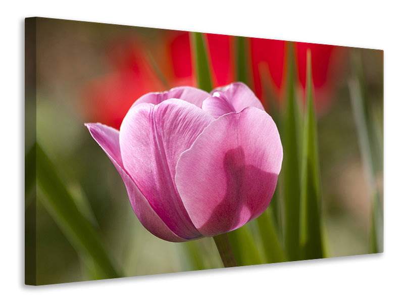 Canvas print Tulip pretty in pink