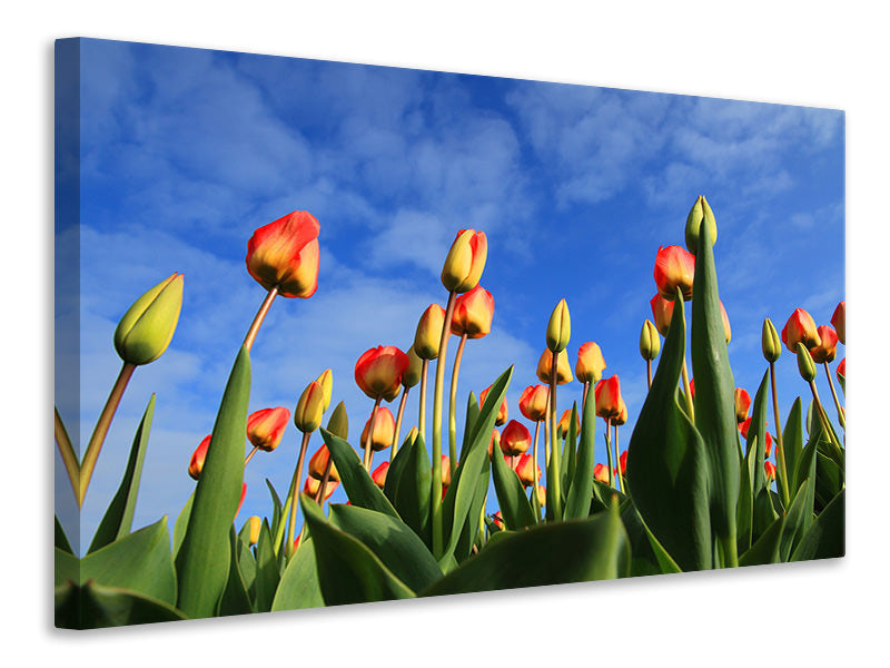 Canvas print Tulips tower to the sky