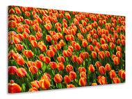 Canvas print Tulip field in orange