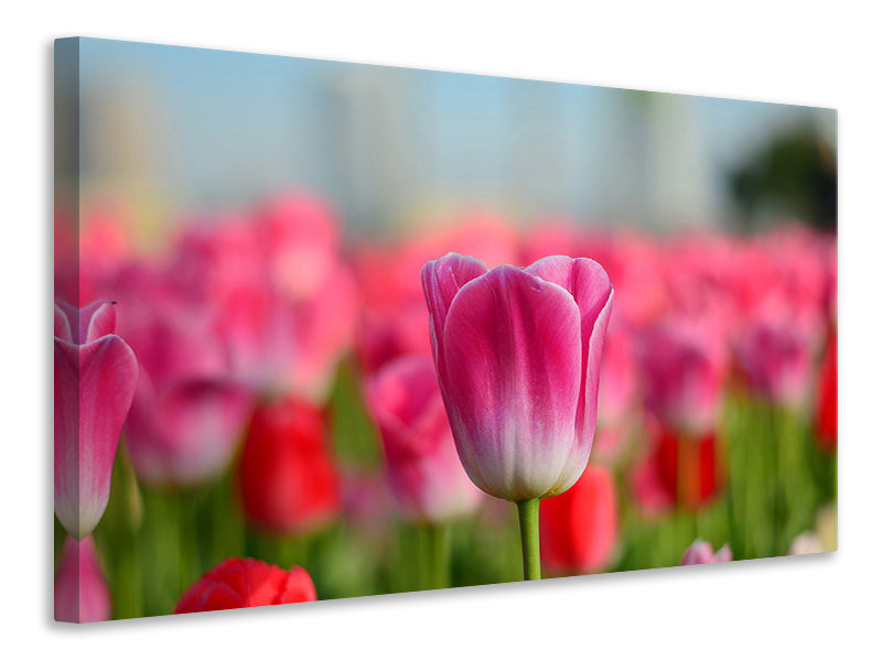 Canvas print Tulip field in pink-red