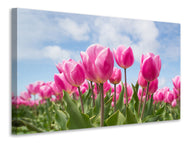 Canvas print Tulip field in pink