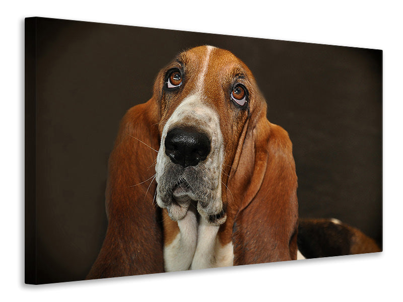 Canvas print Typical basset