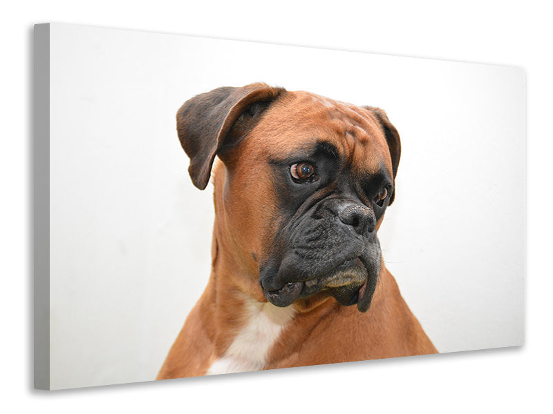 Canvas print Typical boxer