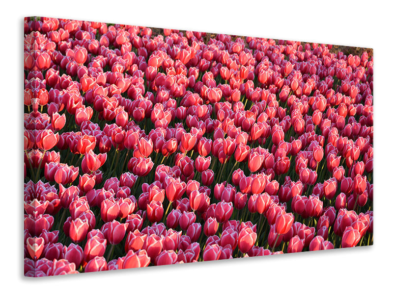 Canvas print Lush tulip field