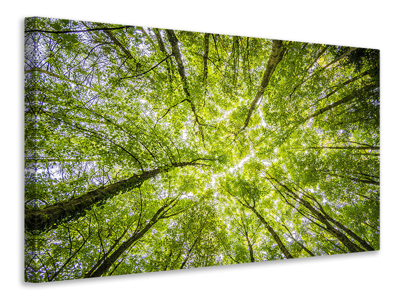 Canvas print Under the treetops