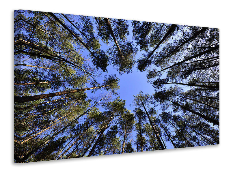 Canvas print Under high treetops