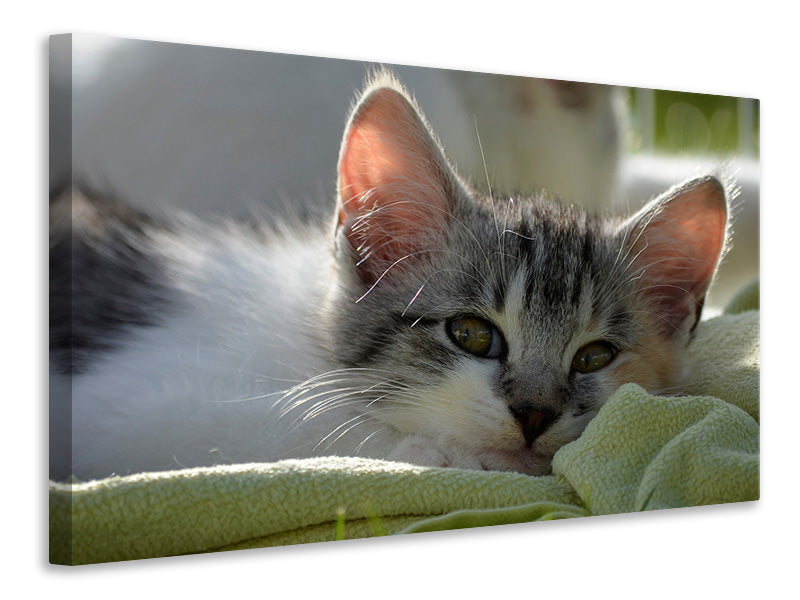 Canvas print In love with kitten