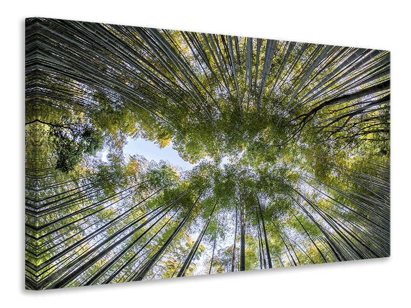 Canvas print Many treetops