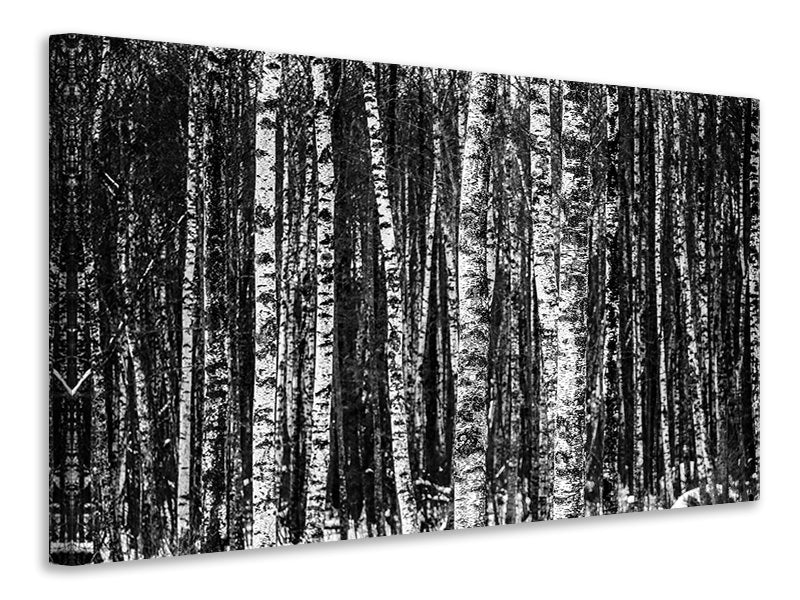 Canvas print Many birches XL