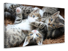 Load image into Gallery viewer, Canvas print Many kittens
