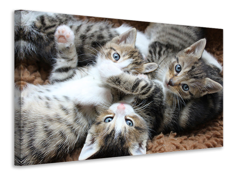 Canvas print Many kittens