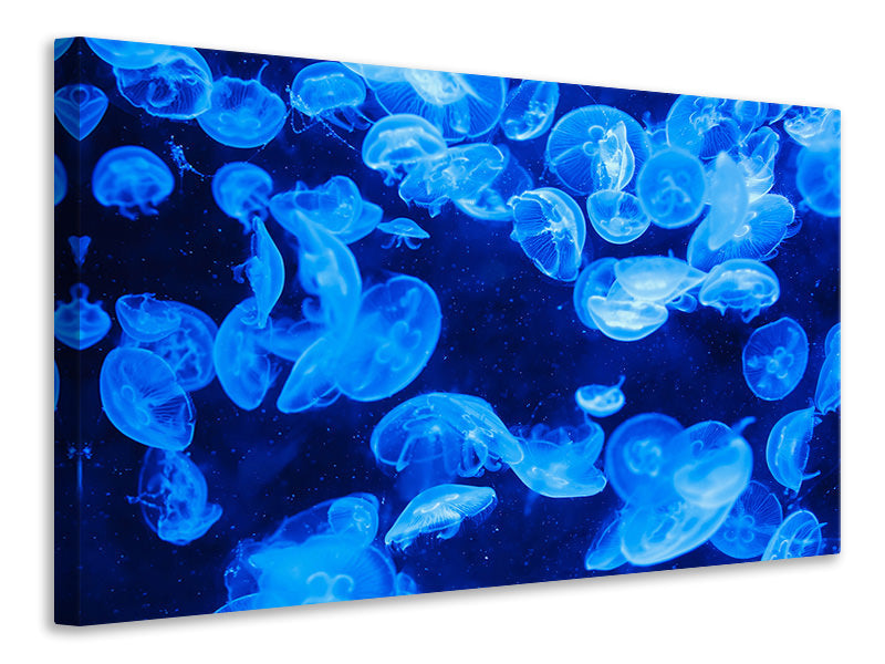 Canvas print Many jellyfish in the blue water