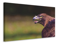 Canvas print Watchful eagle