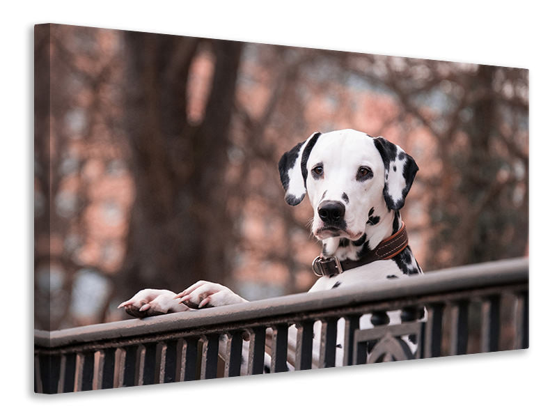 Canvas print Watchful Dalmatian