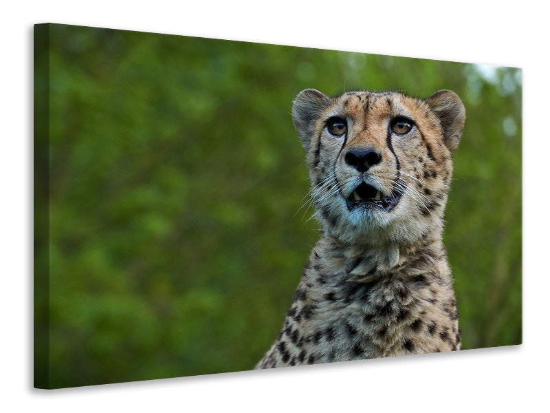 Canvas print Watchful cheetah