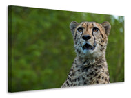 Canvas print Watchful cheetah