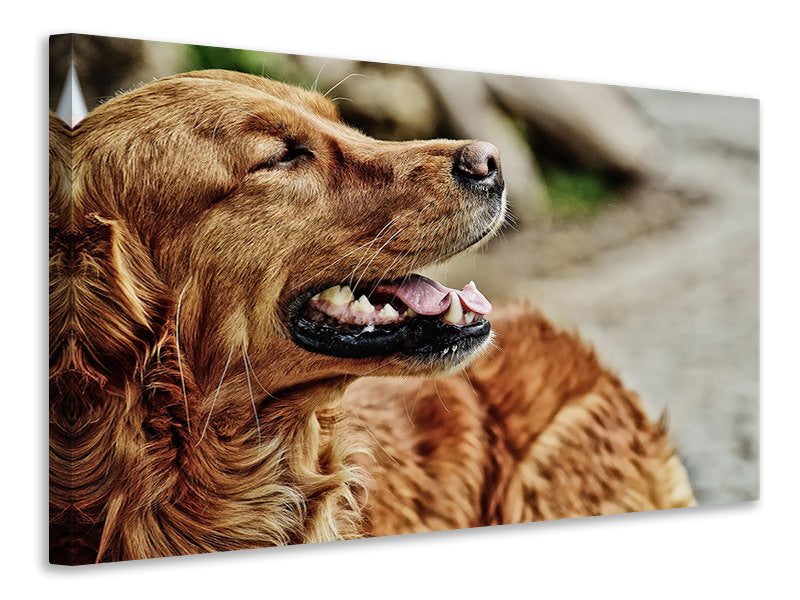 Canvas print Watchful Irish setter