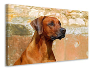 Canvas print Watchful Rhodesian Ridgeback