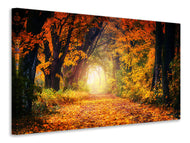 Canvas print Forest walk