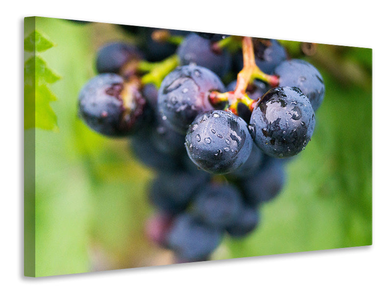 Canvas print grapes