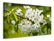 Canvas print White flowers in XL