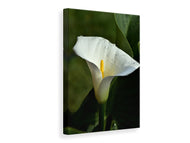 Canvas print White calla with morning dew