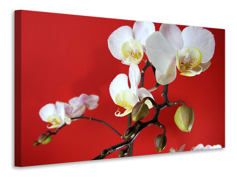 Canvas print White orchids on red wall