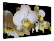 Canvas print White orchids in bloom