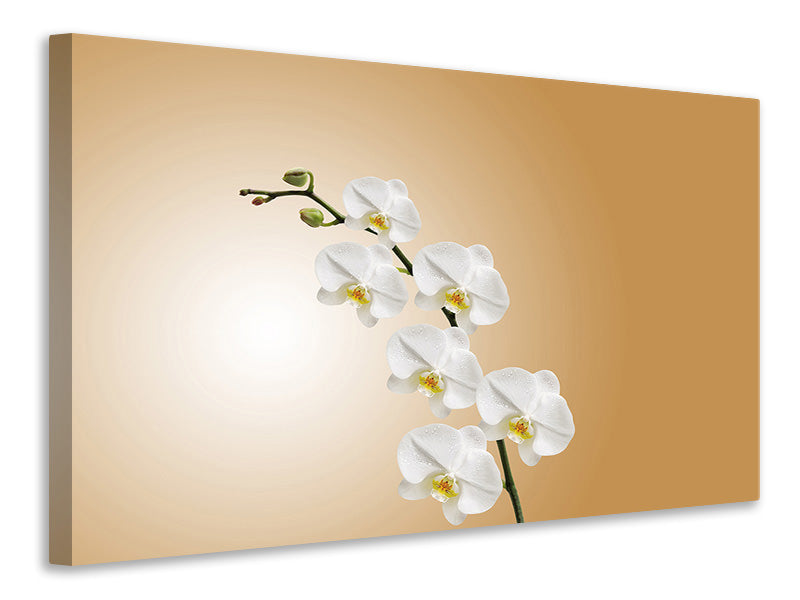 Canvas print White orchids XL