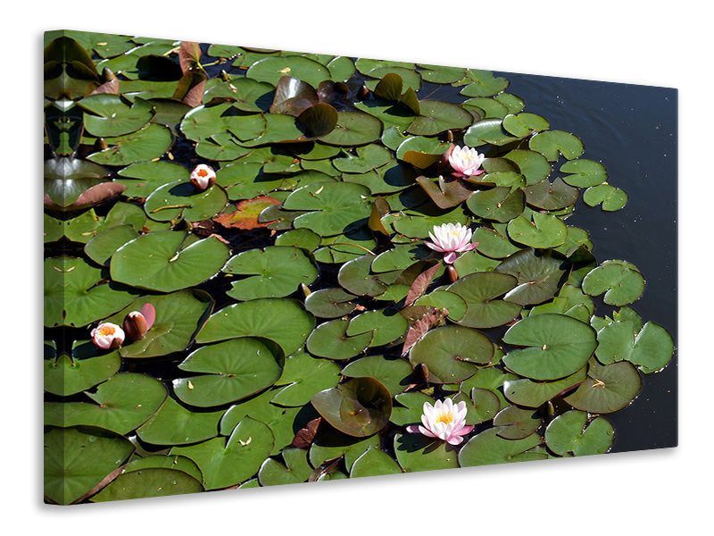 Canvas print White water lilies in the pond