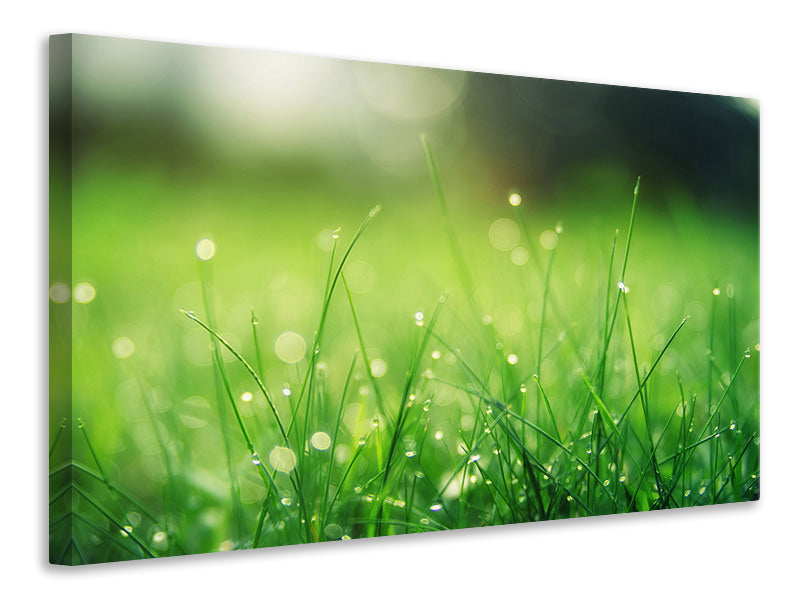 Canvas print Meadow with morning dew