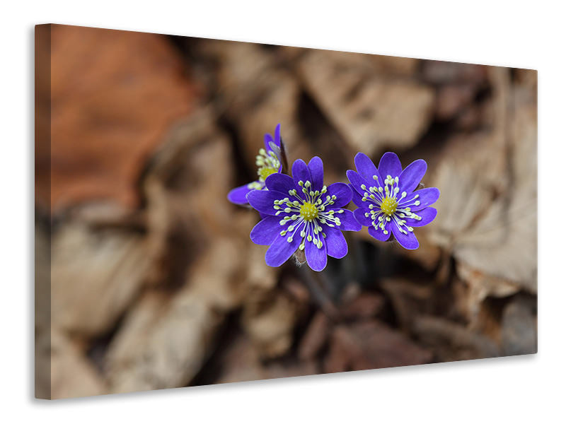 Canvas print wildflowers
