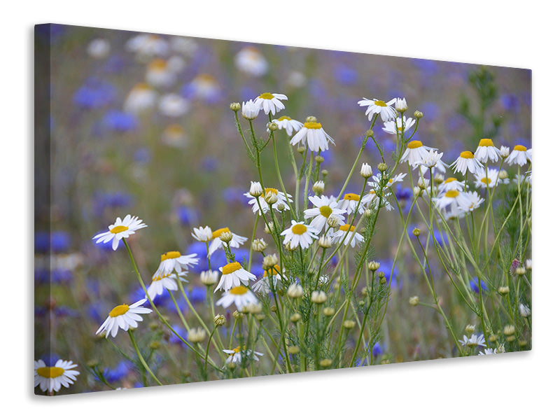 Canvas print Wild flower meadow