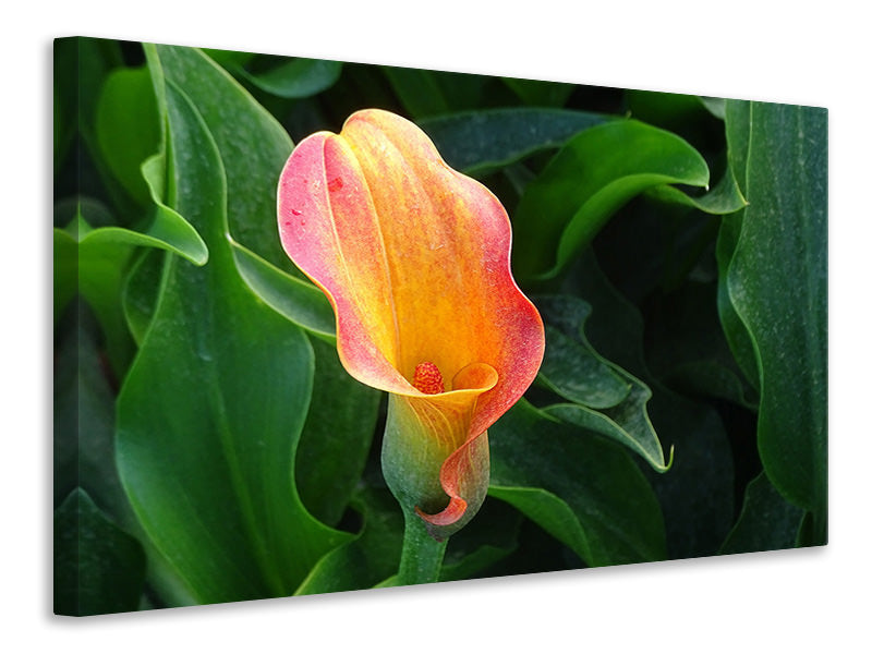 Canvas print Wild Calla