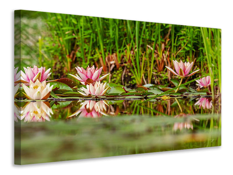Canvas print Wild water lilies