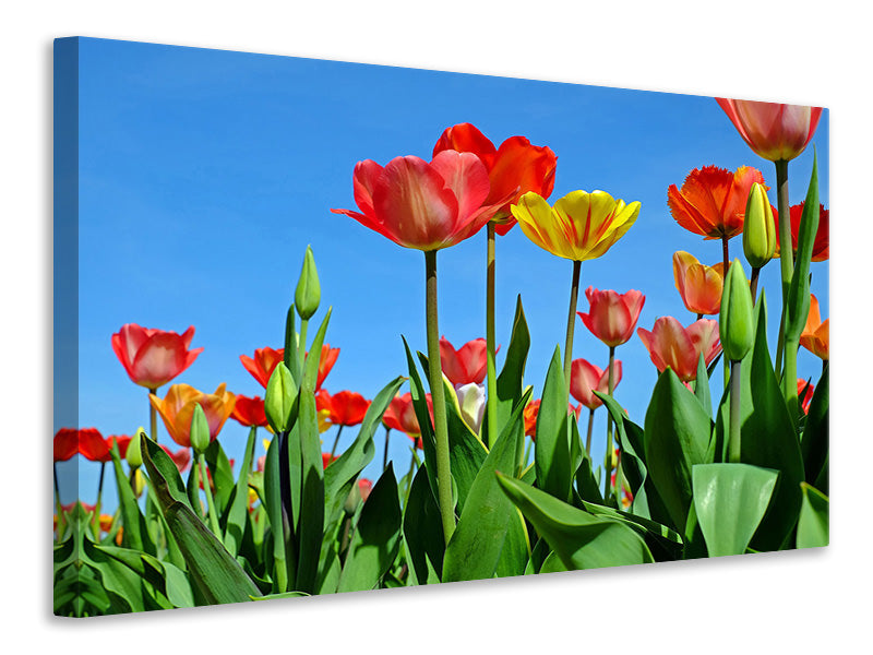 Canvas print Wild tulips