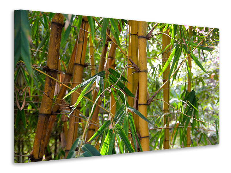 Canvas print Wild bamboo